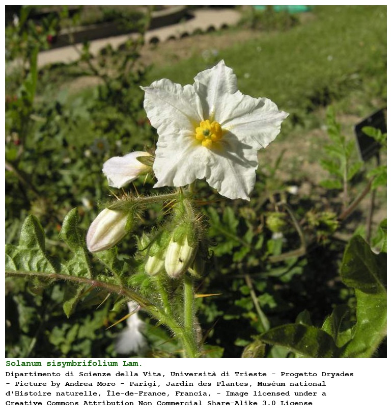 Solanum sisymbrifolium Lam.